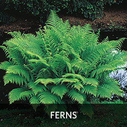 Ferns