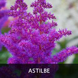 Astilbe