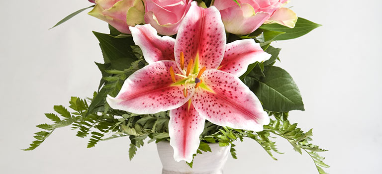 Lily Lovers