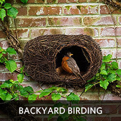 Backyard Birding