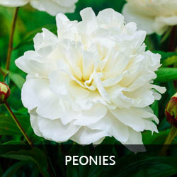 Peonies