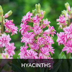 Hyacinths