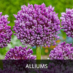 Alliums