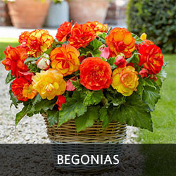 Begonias