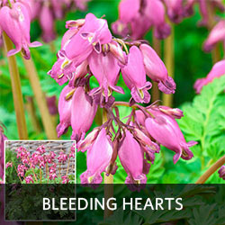 Bleeding Hearts