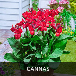 Cannas