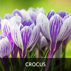 Crocus