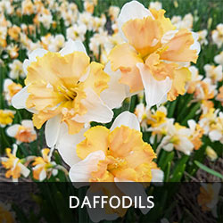 Daffodils