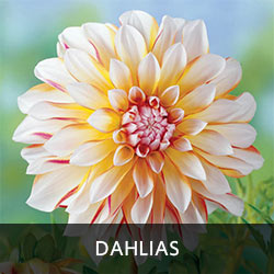 Dahlias