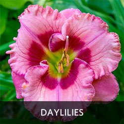 Daylilies