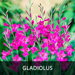 Gladiolus