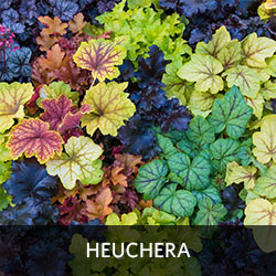 Heuchera