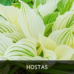 Hostas