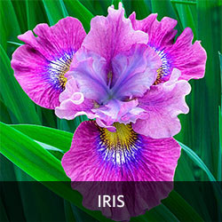 Iris