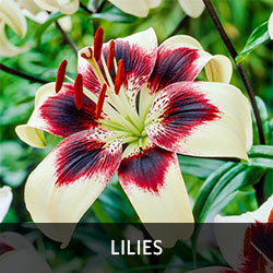 Lilies