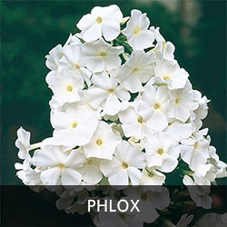 Phlox