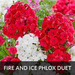 Fire and Ice Phlox Duet